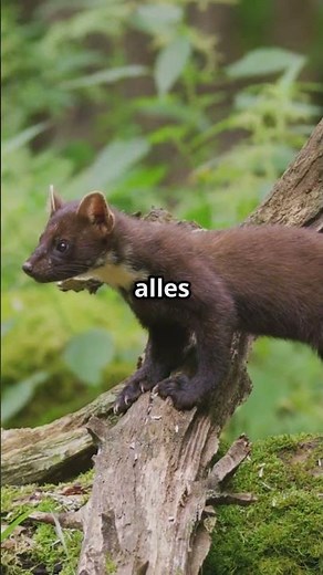 Martens: The nimble shadows of the night! 🐾