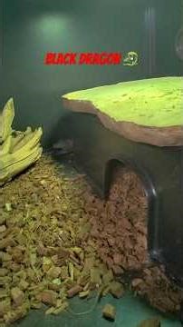 Checking out the Black Dragon (Monitor Lizard) Wilbanks Exotic pet store!