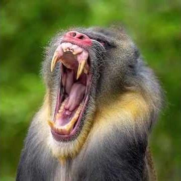 जानवरों की खतरनाक उबासी! 🥱 | How Diffrent Animals Yawn? | #facts #shorts