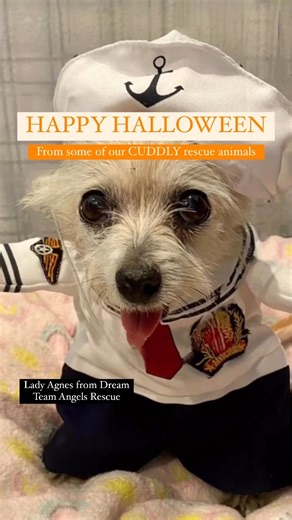 4.2K views · 107 reactions | Happy Halloween Some of our CUDDLY Rescue Animals dressed up in their spooky best and we just HAD to share! We hope everyone has a safe and fun #Halloween  Comment your favorite costume and be sure to tag us in your pups costumes  #spooky #halloween2023 #happyhalloween #animalrescue | CUDDLY | Facebook
