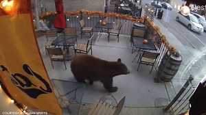 Black bear goes shopping on Main Street in downtown Bozeman