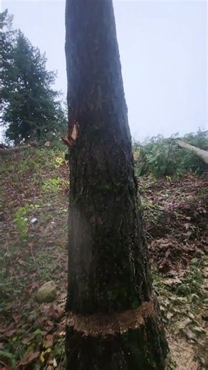 Wind assist falling #timberfaller #treefalling