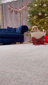6.1M views · 428K reactions | A bit of Christmas magic ✨ | Good Boy Ollie | Facebook