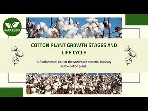 Cotton Plant Growth Stages and Life Cycle
