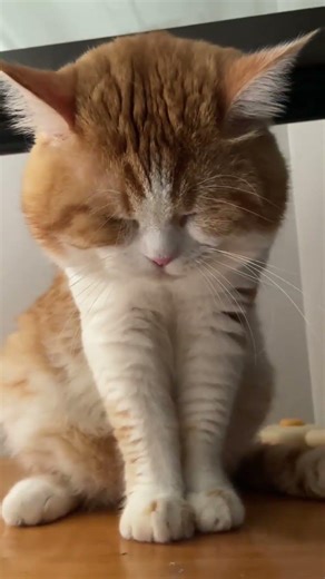 Fury Puffs Up This Cat's Head! Adorable Feline Fun