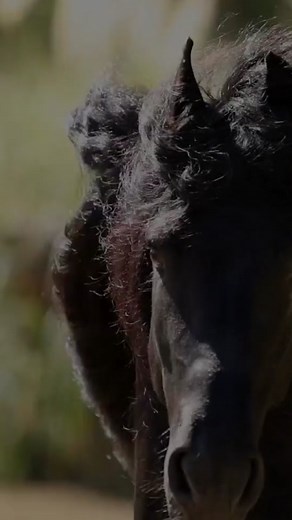 What’s prettier than a Friesian horse? #stallion #blackstallion #gallop #ride #friesiansoftiktok #friesianstallion #frison #friese #fypシ #run #blackhorse #halloweenishere #fantasy #nocap video footage by Nyah #viselworkshops