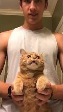 This 'Paw-Some' TikTok Video of a Cat Dancing to 'Savage' is Going Viral