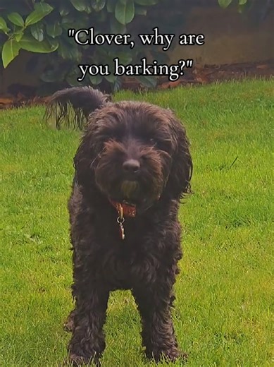 Why do dogs bark? #barking #fyp #cockapoo #dogtok