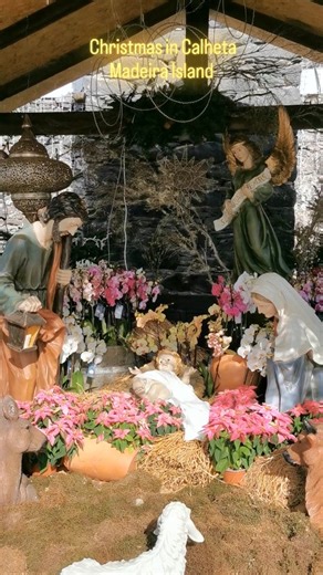 Christmas in Calheta, Madeira Island Check out the link below to learn more about this charming village — or watch the live webcam 👇 https://www.madeira-web.com/en/places/calheta/visit/village.html https://www.madeira-web.com/en/webcams/calheta-beach-livecam.html #madeiraisland #madeirawebguide #funchal #christmaslights | madeira-web.com