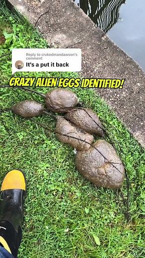 Mysterious Alien Egg Sack Clusters Discovered in Potomac River | Bryozoan