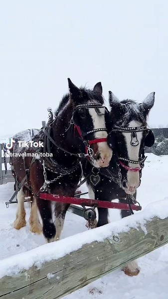 Experience the Snow Maze Opening Day in Manitoba