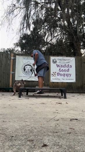 American bullies are full of personality! Then again, most bully breeds are! Bleu is not the exception! She’s a sweet puppy, she’s funny, makes grunting sounds when excited, loses focus easily but likes to train, now that is the exception! She enjoys it and has drive! Most of them are so laid back they don’t care to train! 😂 Call us for a free consultation. 📞342-222-2432 #casperscamphope #dogobediencetraining #dogbehaviormodification #especialistacanino #dogtraining #helpingtheunderdogthrive #