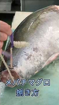 冷凍のマグロ、丸ごとだとこうなってます#マグロ #メバチマグロ #魚の捌き方#short #shorts #new #fish #japan #howto #おすすめ #簡単 #料理 #釣り