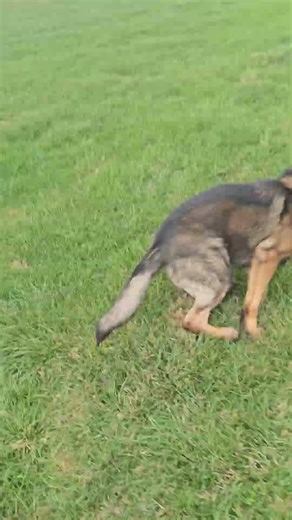 Priority 1 Canine Off Duty | Carro's Park Day