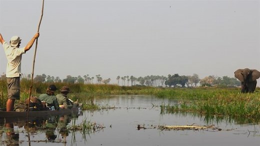 Threatened species, facts and information