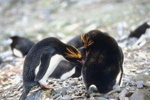 Macaroni Penguin Facts For Kids - Cuteness