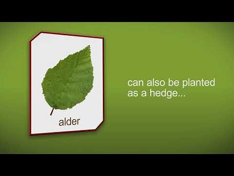 How to plant an Alder Tree by Heathwood Nurseries