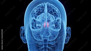3D rendered medical animation of a man's olfactory nerves