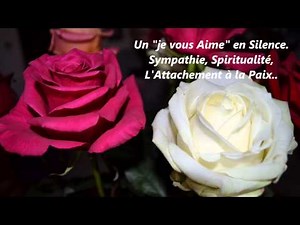 La couleur des Roses