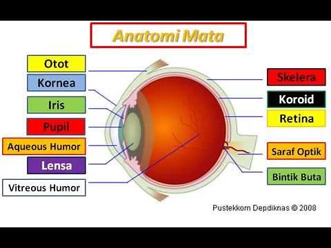 Animasi Indera Penglihatan (Anatomi mata dan Bola Mata)
