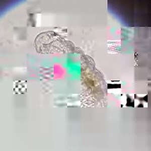 Ever seen a tardigrade under a microscope? ⁣🔬⠀ ⠀ They might be microscopic, but they're virtually indestructible. ⁣Tardigrades survive conditions that would destroy most other organisms by expelling the water from their bodies and generating compounds that seal and protect the structure of their cells. ⁣ ⠀ They can survive boiling, freezing, high pressure environments and even the vacuum of space. Which might just come in handy for the thousands of dehydrated tardigrades scattered on the Moon f