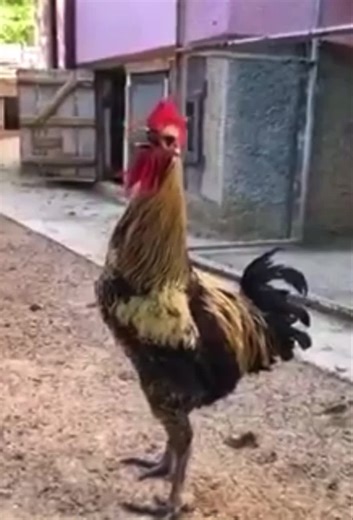 I’m pretty sure I’m not the only one with a cock that passes out after performing! #statelaw | Donnie Baker