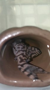 1.7K views · 60 reactions | L136 - 21pcs L236 - 2pcs L236 - 9pcs Ancistrus Snow White long - 20pcs L519 - 30pcs L174 -4pcs | Pleco Ceramics | Facebook