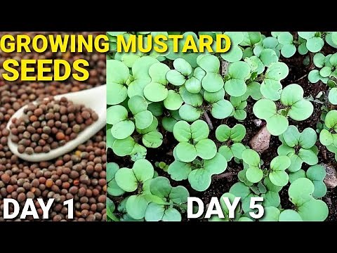 How To Grow Mustard Seeds At Home | Planting And Growing Mustard Seeds | How To Germinate Mustard
