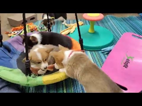 Corgi Puppies at 8 Weeks - Watch Them Play Before Going Home