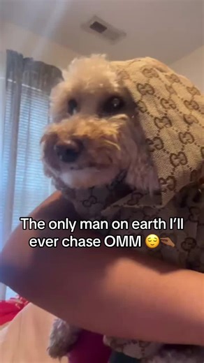 OMM and I said the only man ON EARTH. Clock it 🙏🏾😌 #fyp #xybca #zyxcba #funny #toypoodle