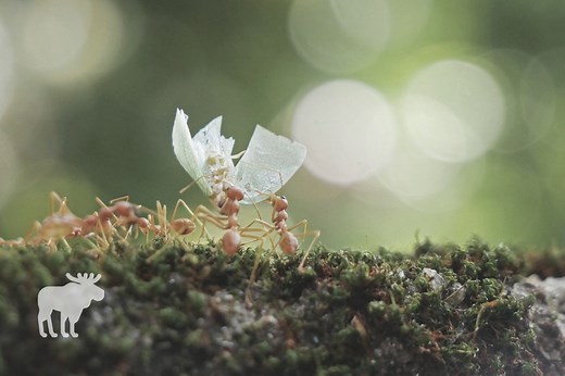 What Would Happen If Ants Went Extinct? — Forest Wildlife