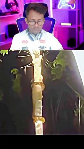 How does a python climb a tree?🥶 #assamtezpur #shorts