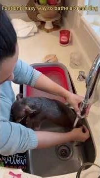 Fast and easy way to bathe your small dogs at home#home care#small dogs# bathing in a sink#