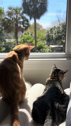 #axandsmash #ax #smash