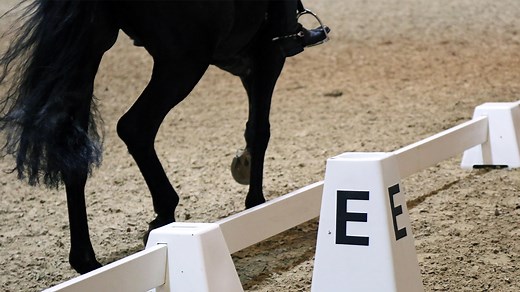 From intro to grand prix: the dressage levels explained