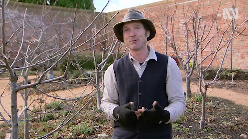 Pruning Cherry Trees - Gardening Australia