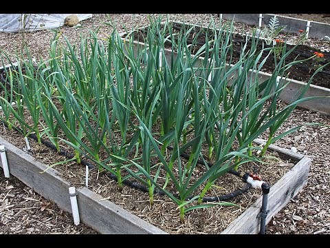Plant Garlic & Shallots: Everyone Can Grow a Garden (2020) #37