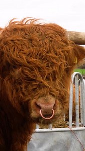 54 reactions | Royal Rare Breeds Weekend is still on!   British Themed Menu in the Restaurant  Rare Breed Pig Tour – Join a ranger for a guided tour of our rare breed pigs.  Ranger Talks on Rare Breeds– Learn all about our domestic rare breeds with various talks throughout the day.  Meet the Animals – Come down and meet our friendly residents.. Meet the chicks and cuddle a lamb. | Jimmy's Farm & Wildlife Park | Facebook