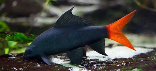 Red Tail Sharks: Tank Set-Up, Care and Species Guide