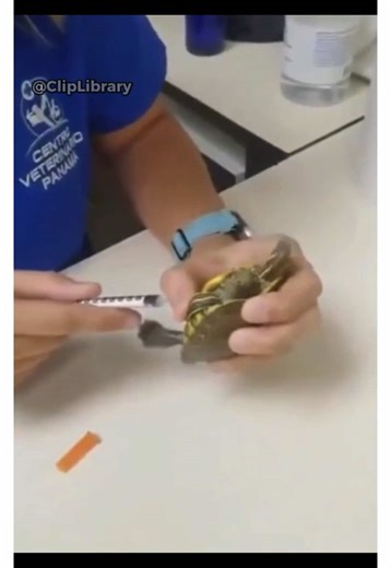 After a medical injection, this turtle seeks physical comfort from its owner rather than hiding. Credit: @u/PeacockPankh, Reddit. #ClipLibrary #Shorts #animals #Turtle #Nature
