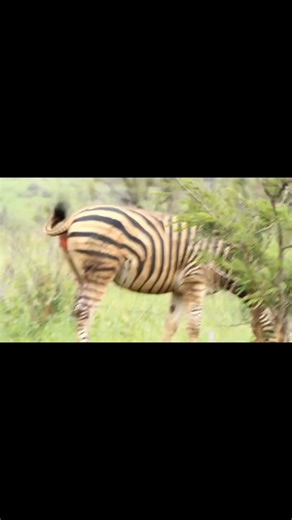 30K views · 315 reactions | Zebra survived by a whisker | Travel adventure and tours | Facebook