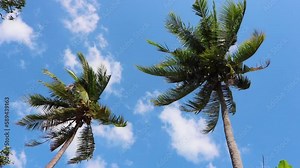 Palm trees with ripe coconuts against the sky. The danger of a coconut falling on a person. Stock Video