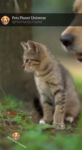 Smart Dog Snaps String to Rescue Trapped Kitten
