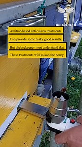 Amitraz-based anti-varroa treatments can provide some really good results but the beekeeper must understand that these treatments will poison the honey For full videos, check these channels: @RunningLong - YouTube @Cristian Chiritoiu - YouTube @SilviuBocii - YouTube @cristidabugeanu4352 - YouTube #beekeeping #onequeen #education #savethebees | OneQueen.ro