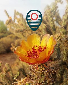 If there's something growing out there, bees will find it. • Taste the unique sweetness of raw & unfiltered honey from the American southwest in every bottle of Local Hive Southwest. Available on our site. | Local Hive Honey