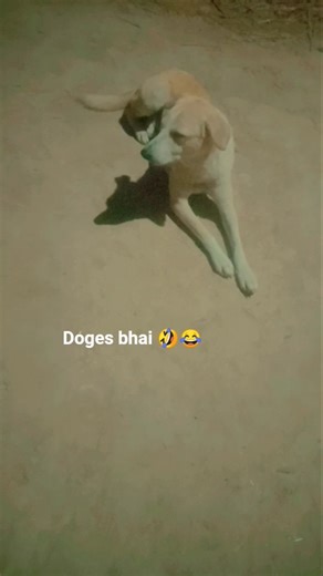 dog Short's |dog short funny| dog Short's cute | dog Short's funny # you tube video# viral #funny