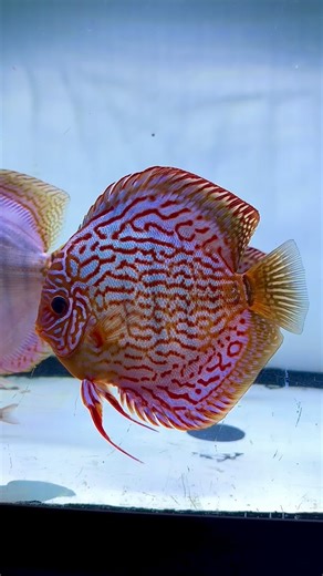 Joan's Discus on Instagram: "Stunning turquoise discus fish🩵 #discus #fish #aquarium #tank #discusfish"