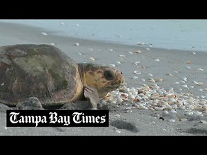 Loggerhead sea turtle returns to Atlantic Ocean in Florida after rehabilitation