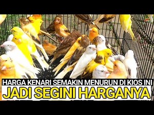 UPDATE HARGA BURUNG KENARI TERBARU 2023 DI PASAR BURUNG PRAMUKA KIOS KASMIN