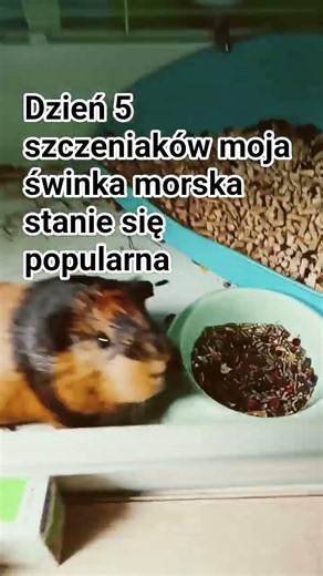 5 dzień czekania aż moja świnka morska stanie się popularna